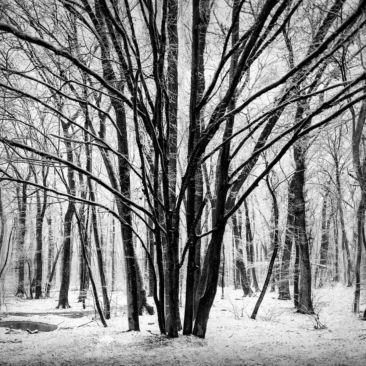 Silence © Julia Anna Gospodarou - art and fine art photography - baneasa forest bucharest romania